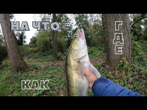Видео: ТОП 3 Воблера на Судака! Где, Когда и на Что!
