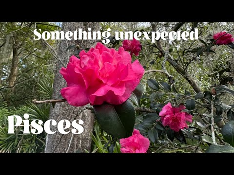 Видео: Рыбы 💖💖 настоящая трансформация 💖💖