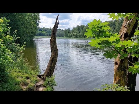 Видео: Рыбалка на реке Уча в Учинском заливе, Пяловское водохранилище.