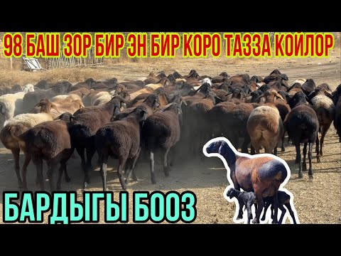 Видео: 98 БАШ БООЗ КОЙЛОР ЧЫКТЫ ШАШЫЛГЫЛА🔥🚚🙋🏻‍♂️✅✊🏻