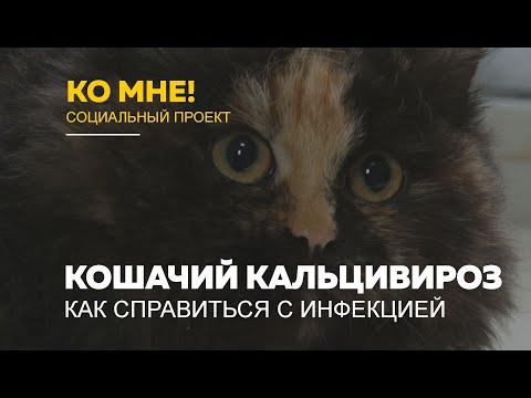 Видео: «Ко мне!»: как лечить кошачий кальцивироз и что это за инфекция