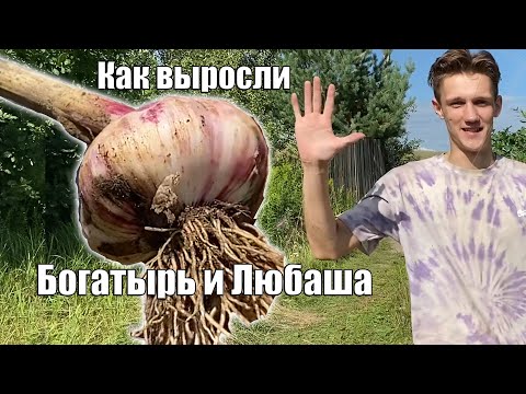 Видео: Сорта ЧЕСНОКА Богатырь и Любаша - Как выросли и какой в 2023 году урожай?