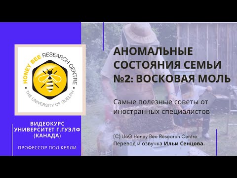 Видео: Когда пчелосемьи не в порядке: восковая моль, борьба с варроатозом, антибиотики на пасеке (Канада)