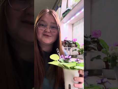 Видео: Мои Сортовые Фиалки. Обзор коллекции