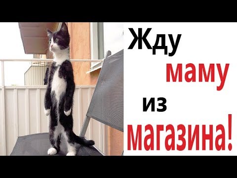 Видео: Лютые приколы. ЖДУ МАМУ ИЗ МАГАЗИНА!!! Самое смешное видео! Угар до слёз! – Domi Show!