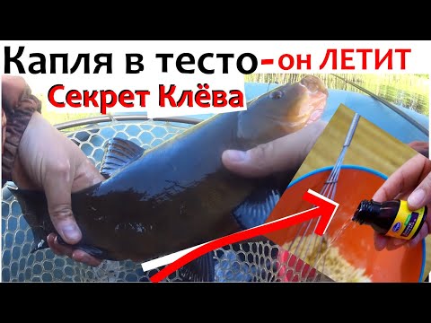 Видео: 10 КАПЕЛЬ И РЫБА ГНЕТ КАМЫШИ. СУПЕР РЫБОЛОВНАЯ НАСАДКА ЛИНЬ,КАРАСЬ.АКТИВАТОР КЛЕВА.Тесто для рыбалки