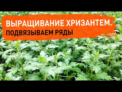 Видео: Выращивание хризантемы. Подвязываем  рядки  с хризантемой. 31.07.21