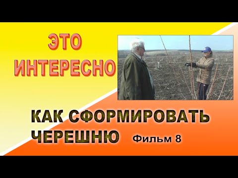 Видео: Как сформировать черешню 8