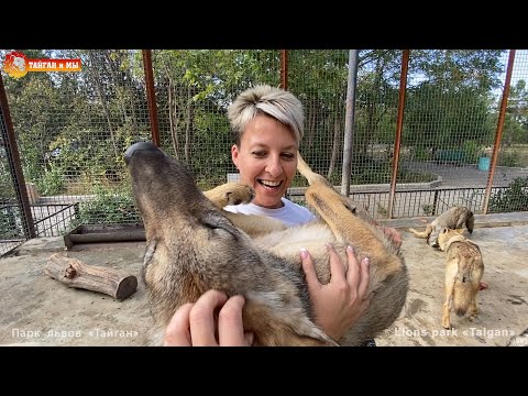 Видео: Волки хотят на ручки! Вес взят! 😁 🐺🧡 Тайган. Wolves life in Taigan.