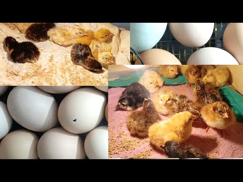 Видео: Не успеваю собирать 🐣#вылупления полным ходом