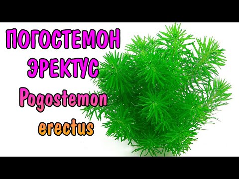 Видео: ПОГОСТЕМОН ЭРЕКТУС  ( Pogostemon erectus )