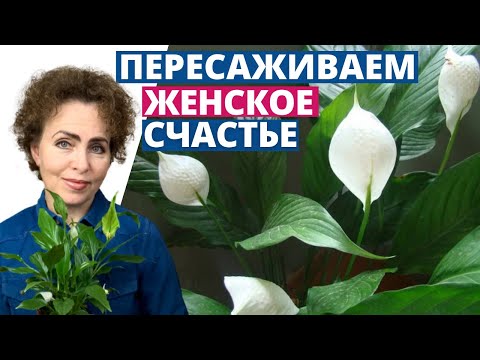 Видео: Пересадка СПАТИФИЛЛУМА. Спатифиллум Женское Счастье.