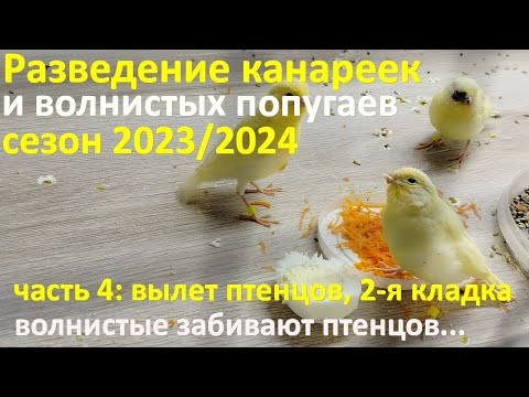 Видео: Зимнее разведение. Вторая кладка у канареек и агрессия к птенцам у волнистых попугаев.