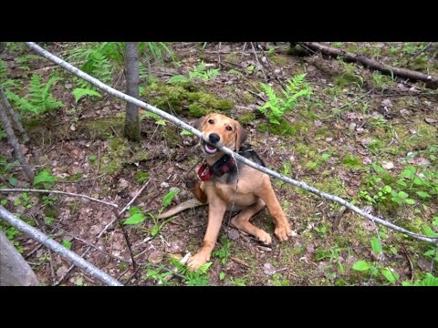 Видео: НАГОНКА ПО ЗАЙЦУ.Русские гончие Лайма и Раскат 3 мес. вл. Шатров В.А.#охотасгончей#топ #hunting