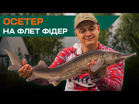 Видео: ОСЕТЕР НА ФЛЕТ. Рибалка без закорму НА НОВІЙ ВОДОЙМІ