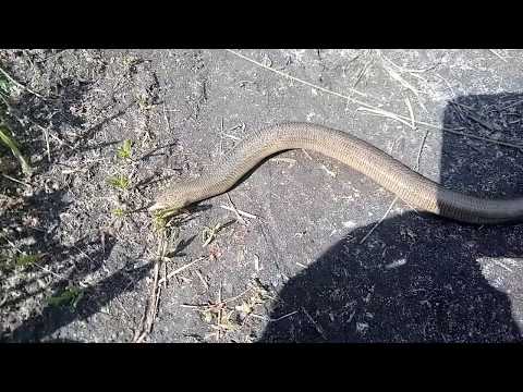 Видео: Ящерица веретеница (самец) на лесной дороге