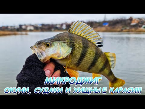 Видео: МИКРОДЖИГ ловит ВСЁ!!! Окуни, судаки и хищные караси!