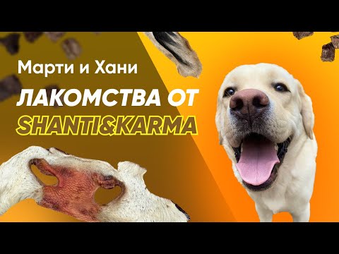 Видео: ЛАКОМСТВА ДЛЯ СОБАК ОТ ШАНТИ И КАРМЫ / НЕ УДЕРЖАЛАСЬ И СЪЕЛА СОБАЧЬИ ВКУСНЯШКИ / ОБЗОР