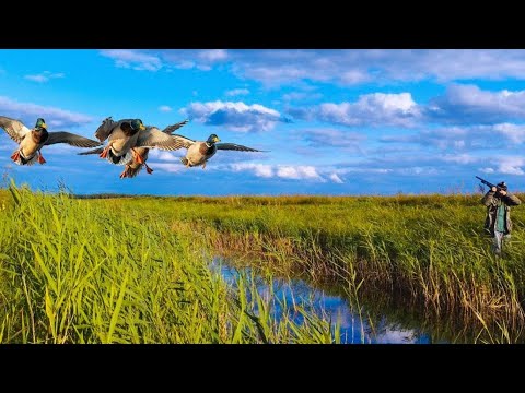 Видео: ОХОТА НА УТКУ ОСЕНЬЮ. Подняли огромную стаю.