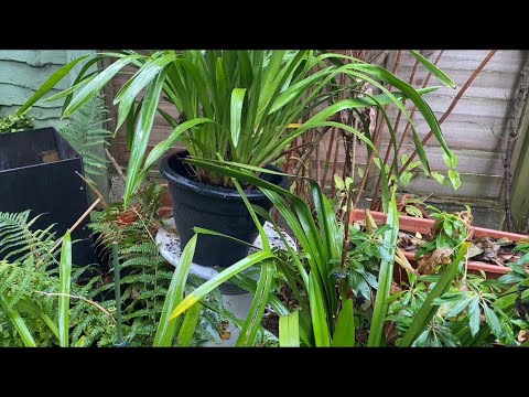 Видео: ЦИМБИДИУМ   Выращивание на Улице КРУГЛЫЙ  ГОД   Англия CYMBIDIUM London