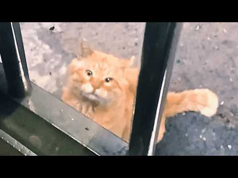 Видео: Бездомная кошка помнила девушку, что её кормила, и три года ждала, веря, что она вернётся.