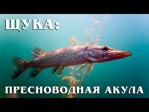 Видео: Щука: Пресноводная Хищница | Интересные факты про щуку