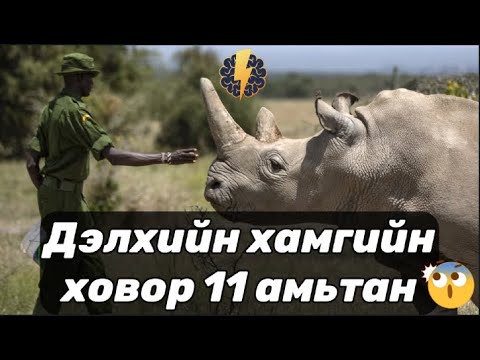 Видео: Дэлхийн хамгийн ховор 11 амьтан