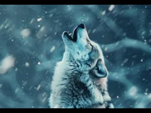 Видео: Алла Горбачёва -  Сердце Не Плачь..  автор ролика Светлый