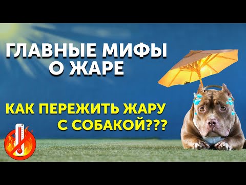 Видео: Как защитить собаку летом | Что нельзя делать в жару | Как охладить собаку | Стрижка поможет?