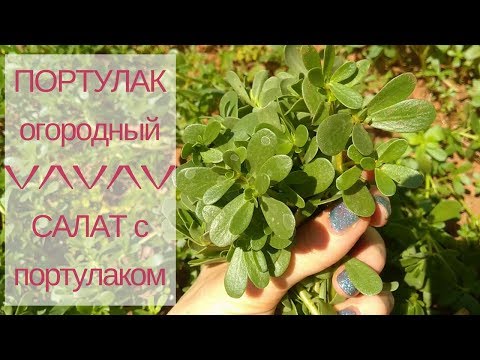 Видео: Собираю ПОРТУЛАК огородный ♥ Салат с портулаком ♥ Кипр