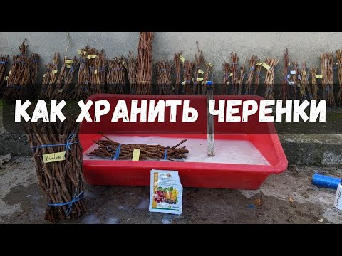 Видео: Как сохранить черенки до весны