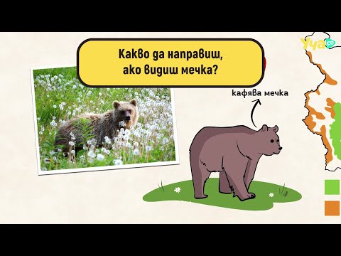 Видео: Какво да направиш, ако видиш мечка?