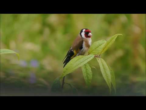 Видео: Щегол и интересные факты о нем