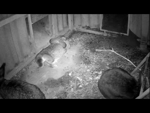 Видео: Кроличья яма. Видеонаблюдение.
