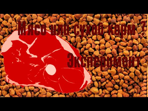 Видео: сухой корм или мясо, чем кормить собаку кане корсо
