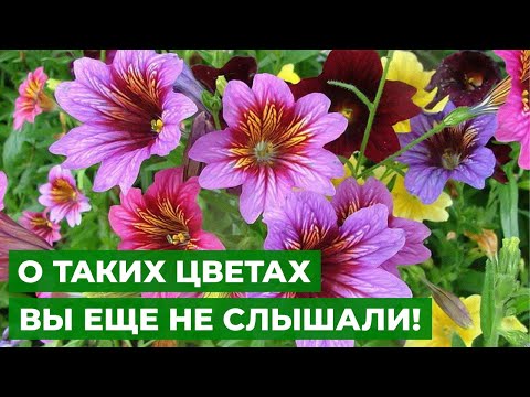 Видео: РЕДКИЙ ЦВЕТОК-ТИГРЕНОК | Как посеять мелкие семена однолетников?