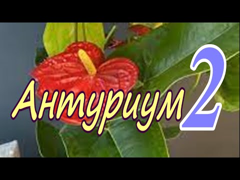Видео: Реанимация Антуриума/Anthúrium. Февраль 2024