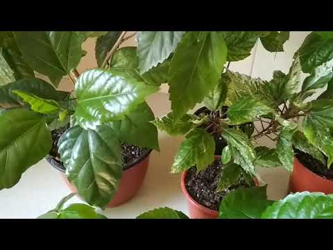 Видео: Когда и как часто делаем прищипку на гибискусе (розе)We make a pinch on the hibiscus (Chinese rose).