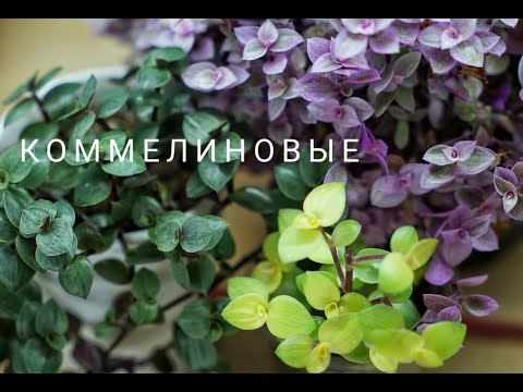Видео: Мои традесканции