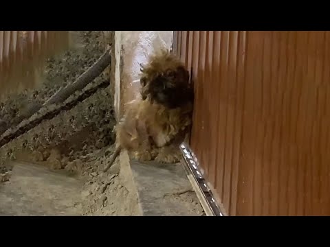 Видео: Беременная мама-собака дрожала, прислонилась спиной к стене, чтобы не упасть, и попросила о помощи