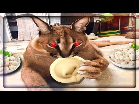 Видео: ФИНАЛ ИГРЫ! ВСЕ КОНЦОВКИ! ПЯТЬ НОЧЕЙ У ШЛЁПЫ 2! ✅ Five nights at Floppa 2 #2