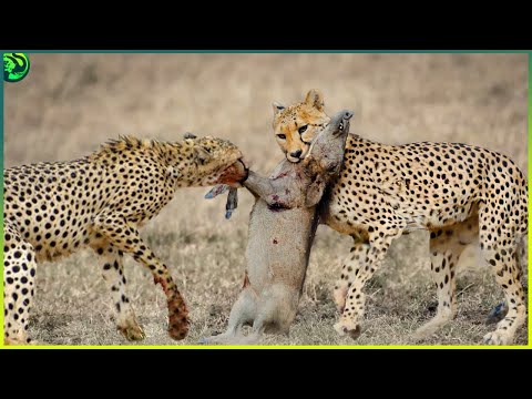 Видео: 10 самых ужасных случаев охоты на бородавочников, когда-либо зафиксированных