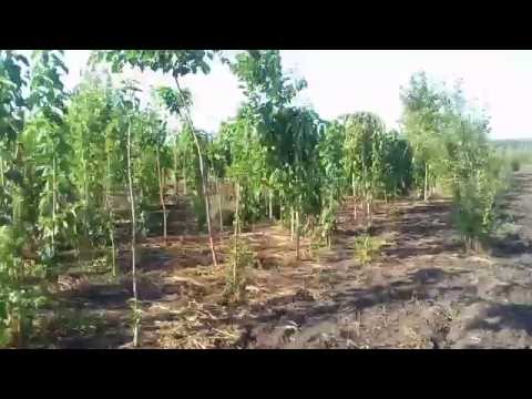 Видео: Шелковица плакучая | Plante.md