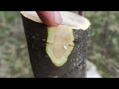 Видео: Три метода за Ашладисване, Присаждане на дебело стъбло Ябълка с ябълкови калеми сега. :)