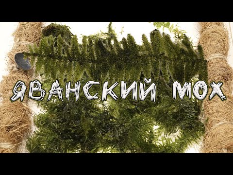 Видео: Яванский мох лучший способ задекорировать любую поверхность !