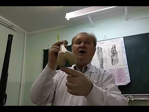 Видео: Лекция "Скелет нижних конечностей"