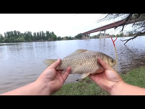 Видео: #21 Рыбалка на снасть-пробку и на жмыхоловку для сазана. Вобла и карась на большом водоеме