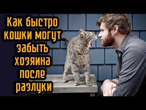 Видео: Как быстро кошки могут забыть хозяина после разлуки