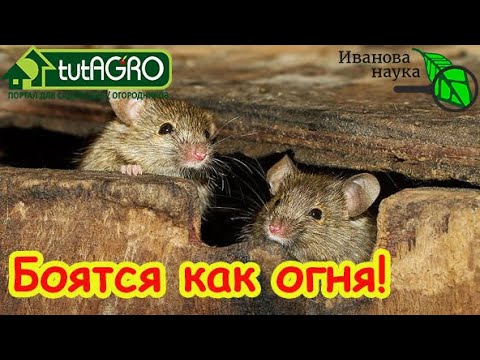 Видео: Мыши бегут как от огня: это средство спасет ваш дом от самых упрямых захватчиков.