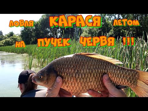 Видео: ТРОФЕЙНЫЙ КАРАСЬ НА БОКОВОЙ КИВОК ЛЕТОМ ! РЫБАЛКА С ЛОДКИ ПО ЖМУРКАМ !